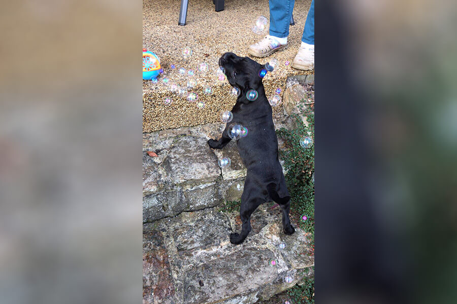 Štěňata z CHS Domidar Dogs