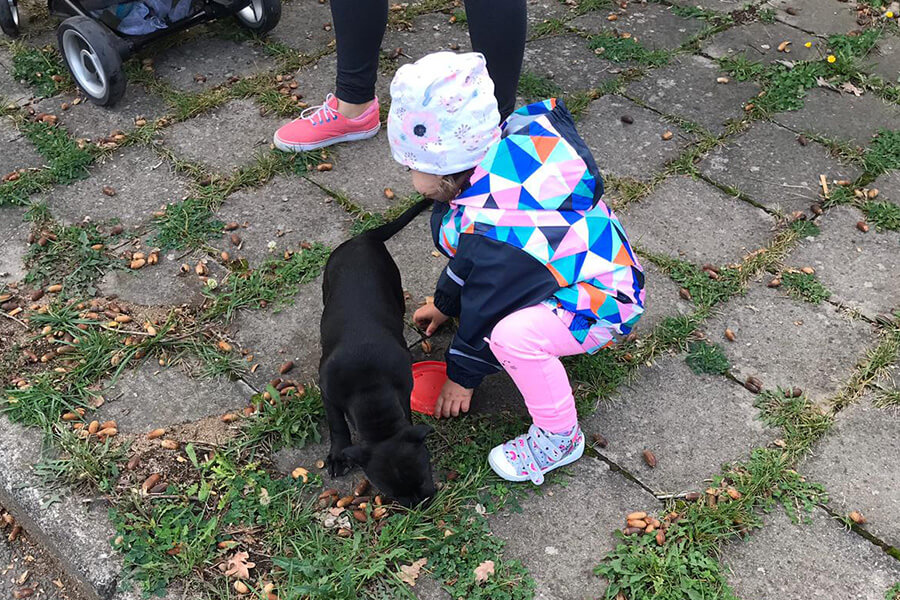 Štěňata z CHS Domidar Dogs