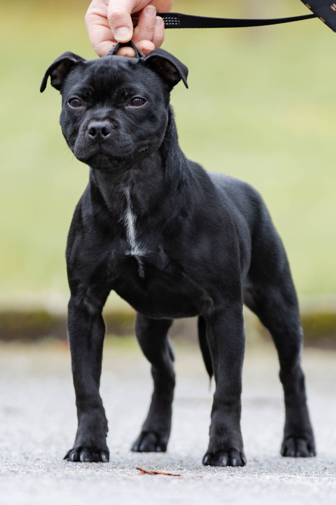 SWEET REVENGE Domidar Dogs