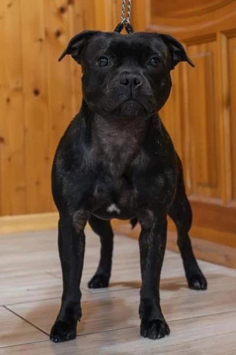 TACTICAL WEAPON Domidar Dogs