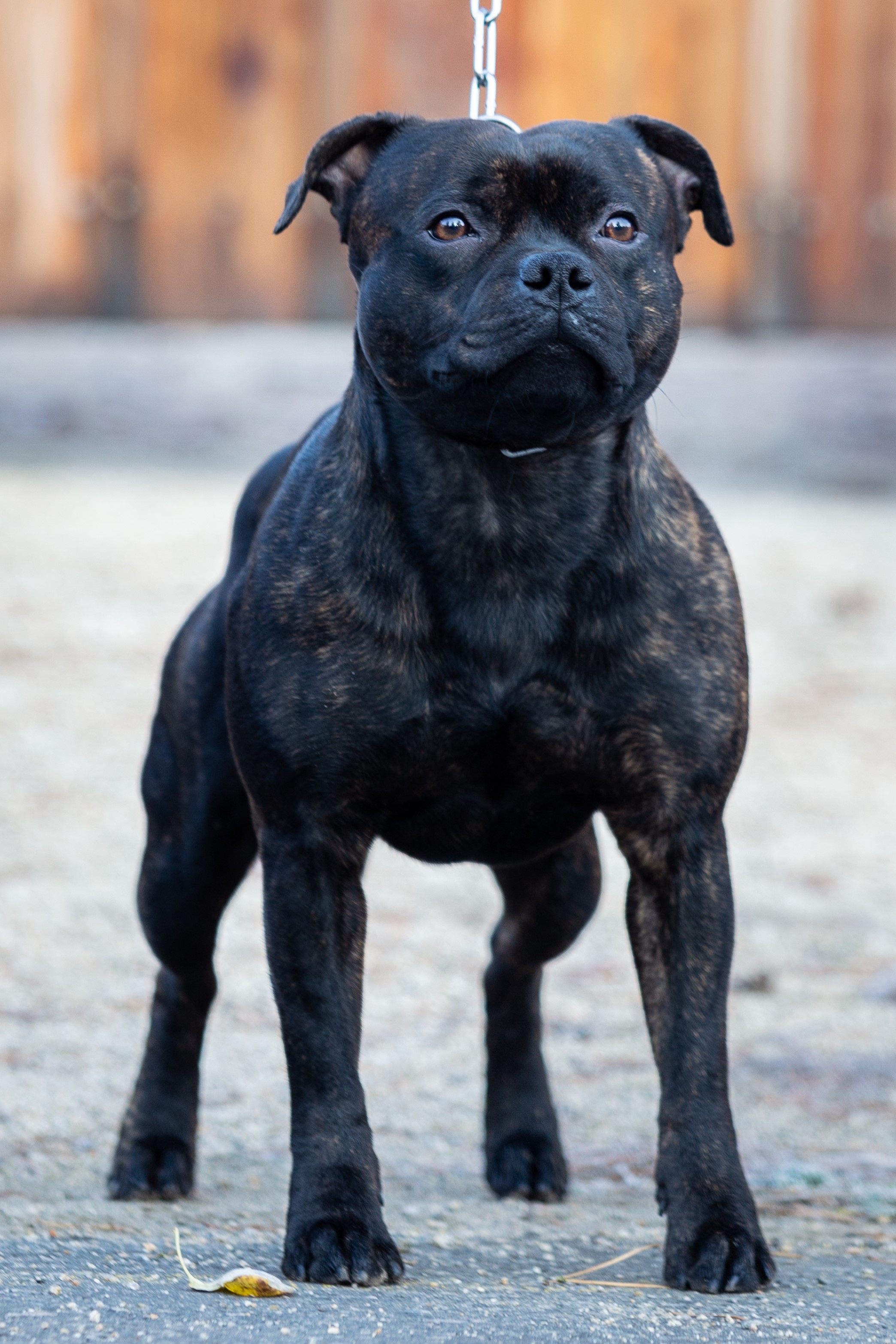 TROUBLE MAKER Domidar Dogs