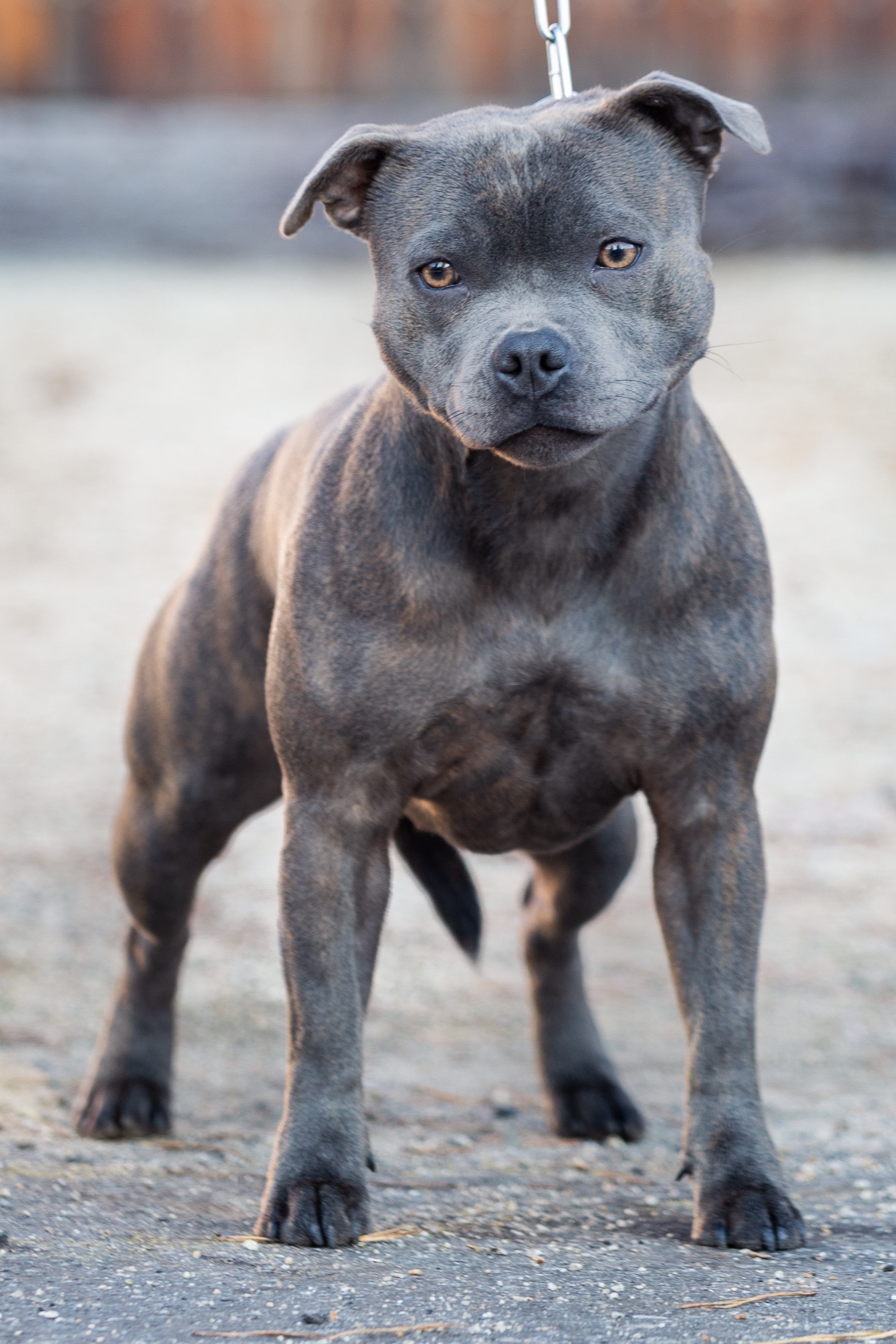 ULTRAVIOLET LIGHT Domidar Dogs