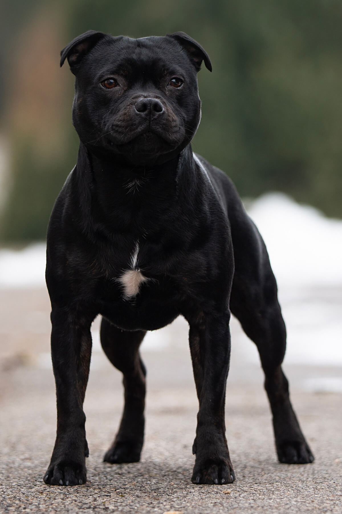 VENOM of Domidar Dogs