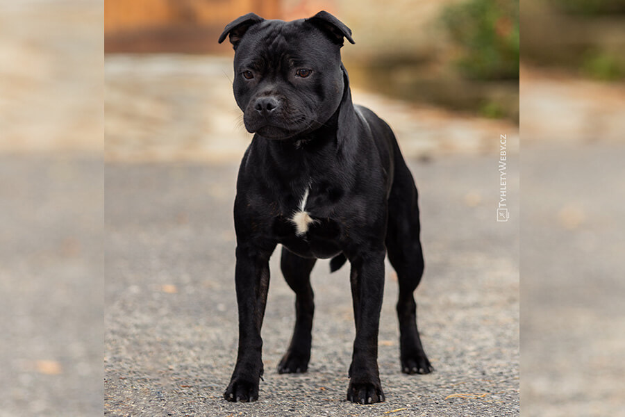 VENOM of Domidar Dogs