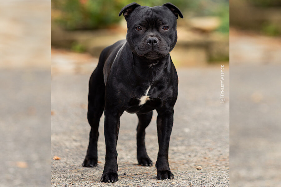 VENOM of Domidar Dogs