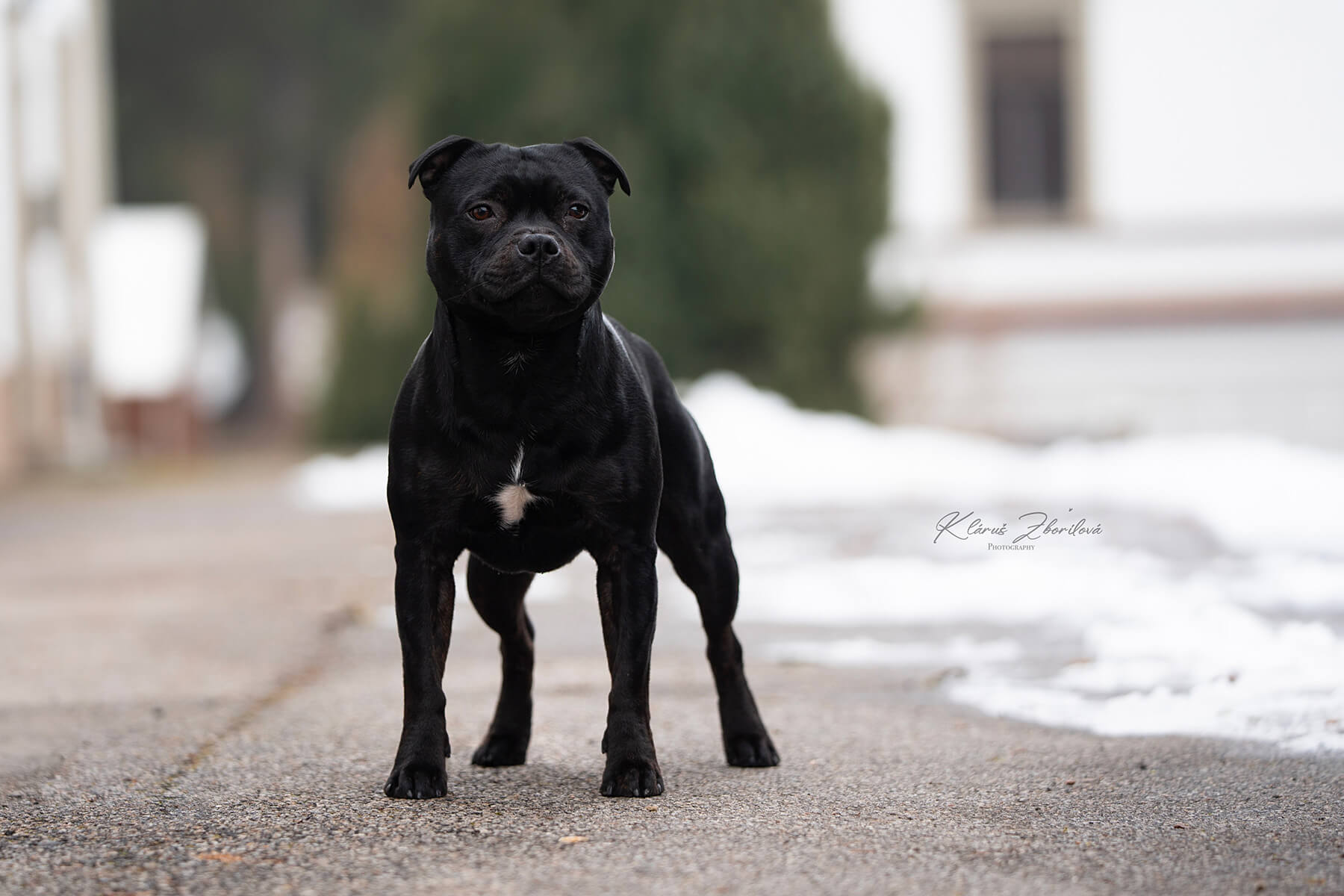 VENOM of Domidar Dogs