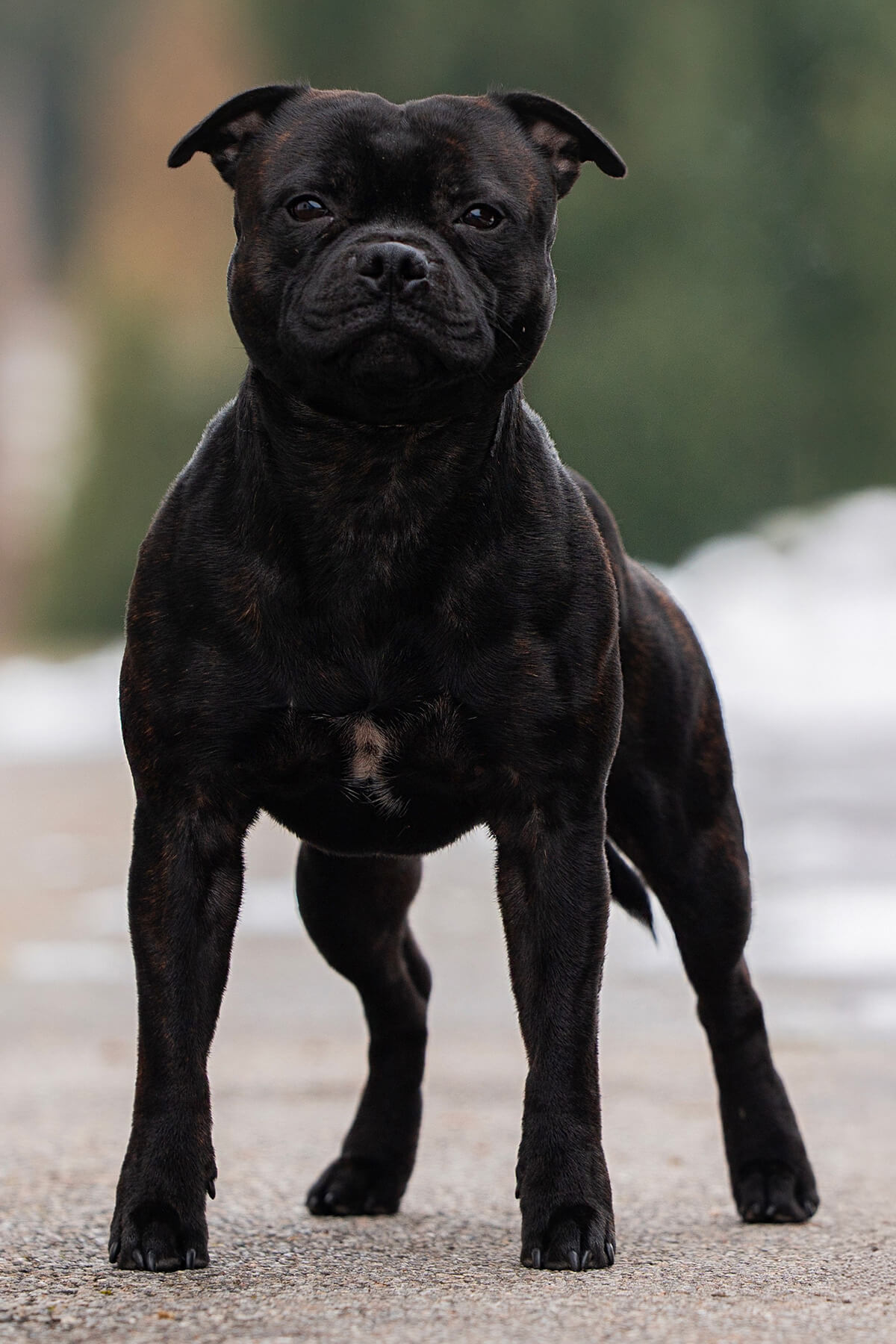 VIKING of Domidar Dogs