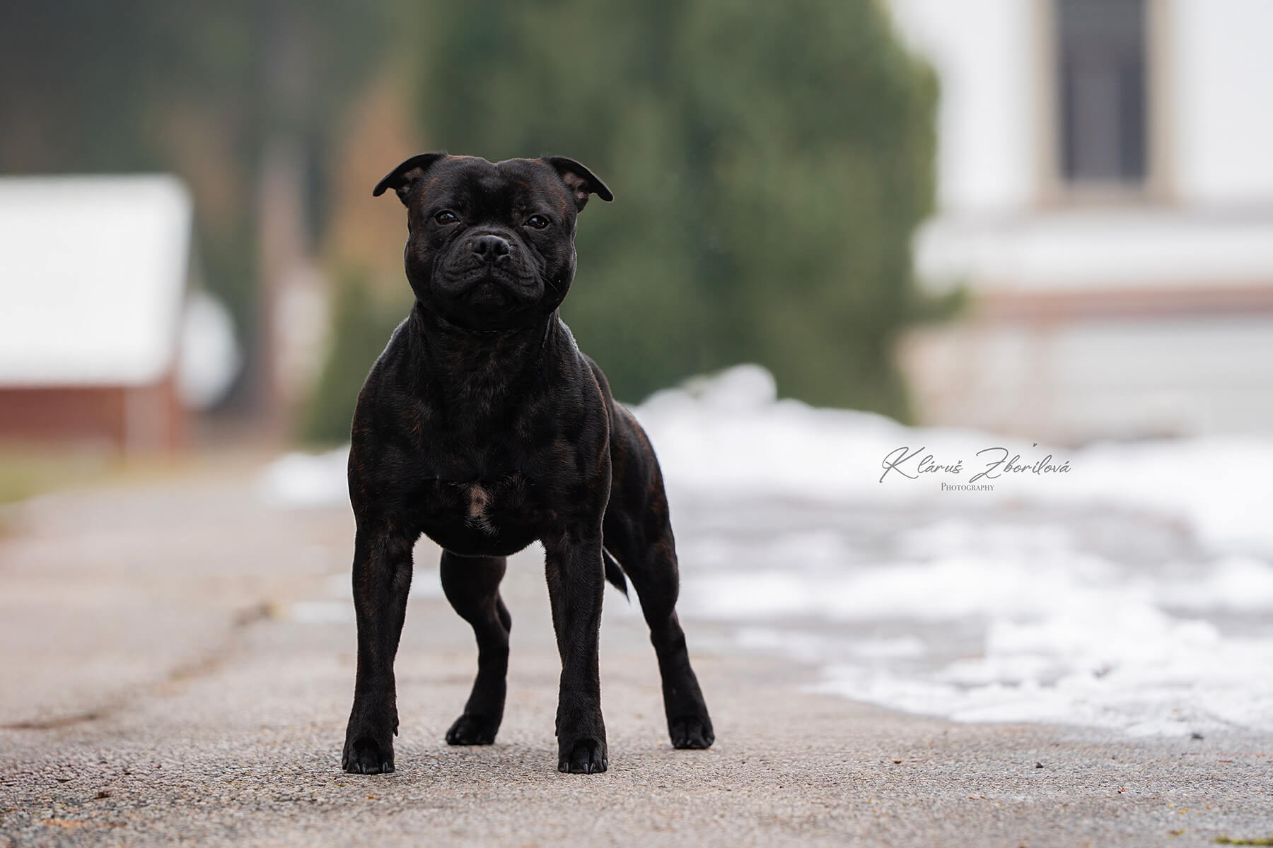 VIKING of Domidar Dogs
