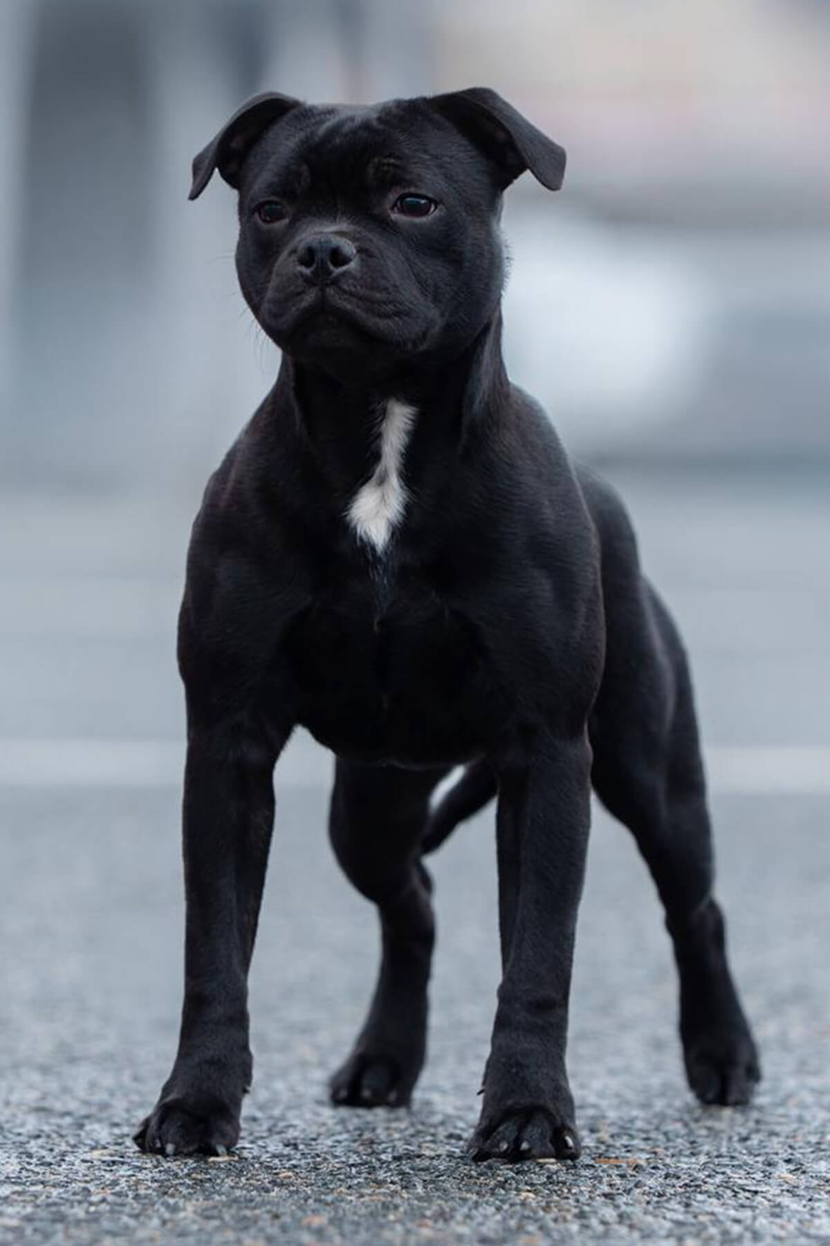 YAMATO BLADE Domidar Dogs