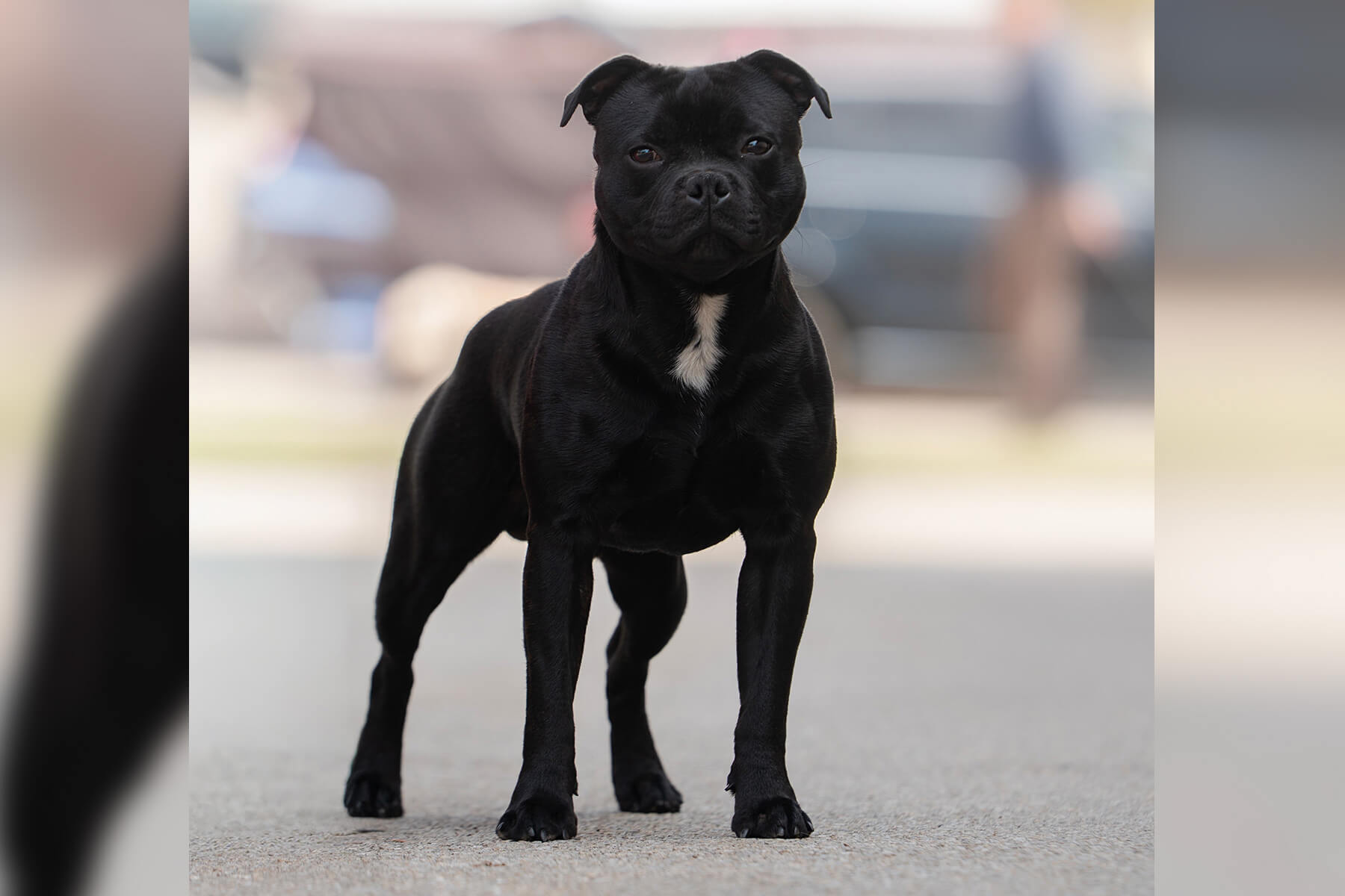 YAMATO BLADE Domidar Dogs
