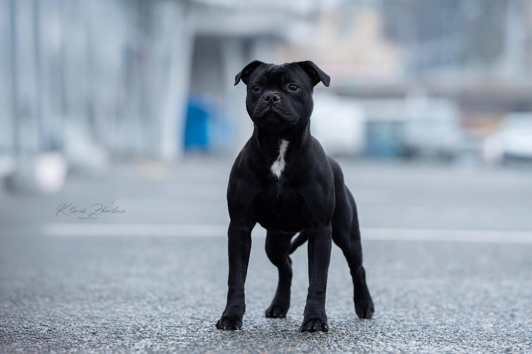 YAMATO BLADE Domidar Dogs